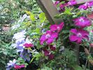 Rouge Cardinal clematis photo