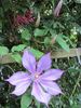 Dorothy Walton clematis photo