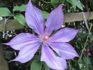 Dorothy Walton clematis photo