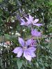 Dorothy Walton clematis photo