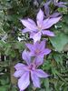 Dorothy Walton clematis photo