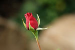 Hadley, Cl. rose photo