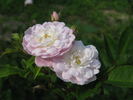 Hera's Song rose photo