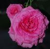 Iridescent Pink rose photo
