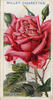 George C. Waud rose photo