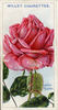 John Ruskin rose photo