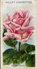 Königin Carola rose photo