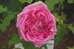 Madame Eugènie Frèmy rose photo