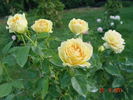 Golden Lady rose photo