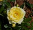 Sequoia Gold ™ rose photo