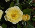Sequoia Gold ™ rose photo