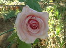 Cinderella rose photo