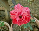 Paul Gauguin rose photo