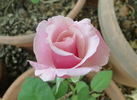 Pearl Harbor rose photo