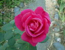 Showqueen rose photo