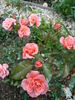 Fredensborg Castle rose photo