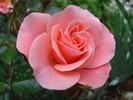 Fredensborg Castle rose photo