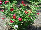 Sangerhausen rose photo