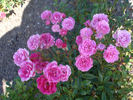Rosada rose photo