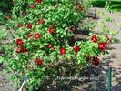 Hamburg rose photo