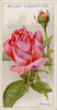 Premier rose photo