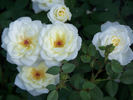 Starla rose photo