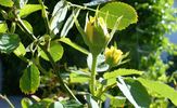 Goldrush rose photo