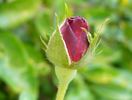 Senior Prom rose photo
