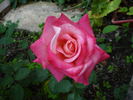 Jubileum 110 rose photo