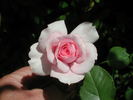 Quinceanera rose photo