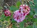 Painter's Palette rose photo