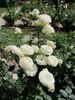 Paloma Blanca rose photo