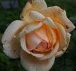 Frank Chapman rose photo