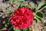 Michael's Big Wadoo rose photo