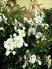 Heidesommer rose photo