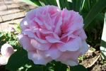 Heinrich Münch rose photo