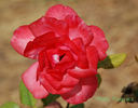 Norida rose photo