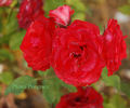 Diorette rose photo