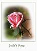 Judy's Song rose photo