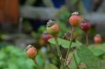 Haddington rose photo