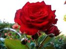Prince de Monaco rose photo