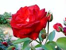 Prince de Monaco rose photo