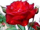 Prince de Monaco rose photo