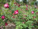Kathleen Kellehan rose photo