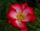 Glamour Girl rose photo