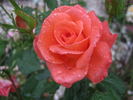 Apricot Princess rose photo
