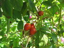 Germanica var. A rose photo