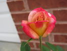 Autumn Bliss rose photo
