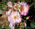 Sweet Vivien rose photo