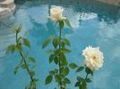 Callista rose photo